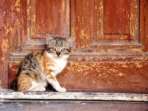gato diante dunha porta